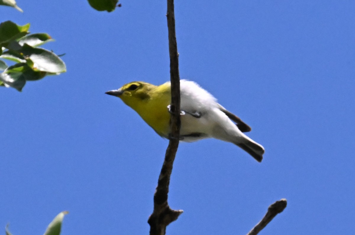 Yellow-throated Vireo - ML639795562