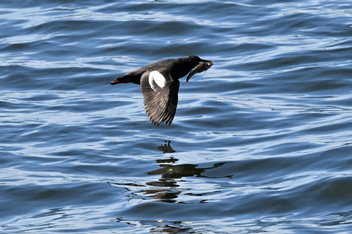 Guillemot colombin - ML639795586