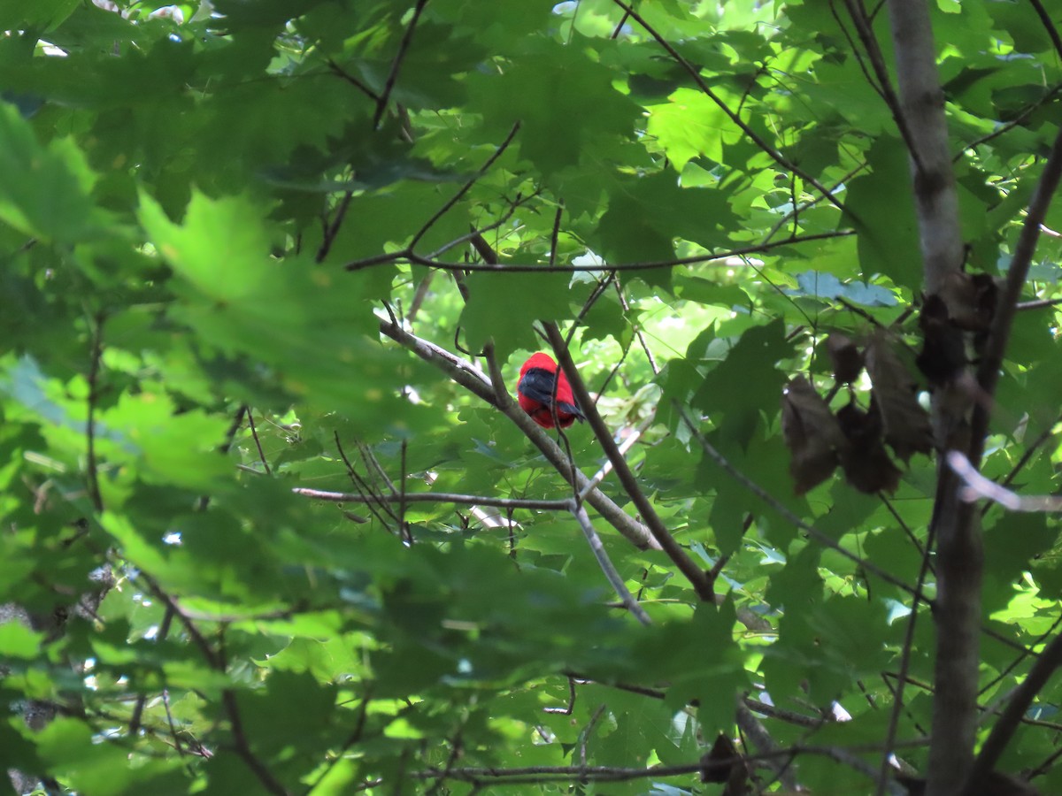 Scarlet Tanager - ML639795593