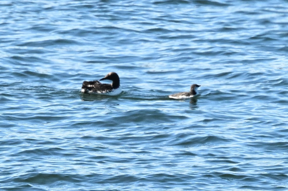 Guillemot marmette - ML639795607