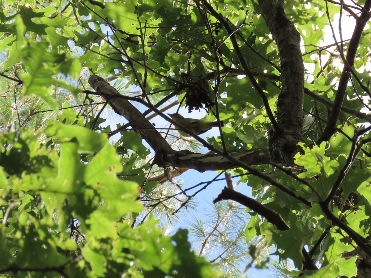 Scarlet Tanager - ML639795670