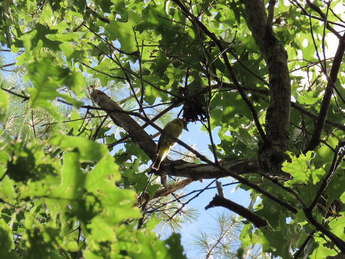 Scarlet Tanager - ML639795671