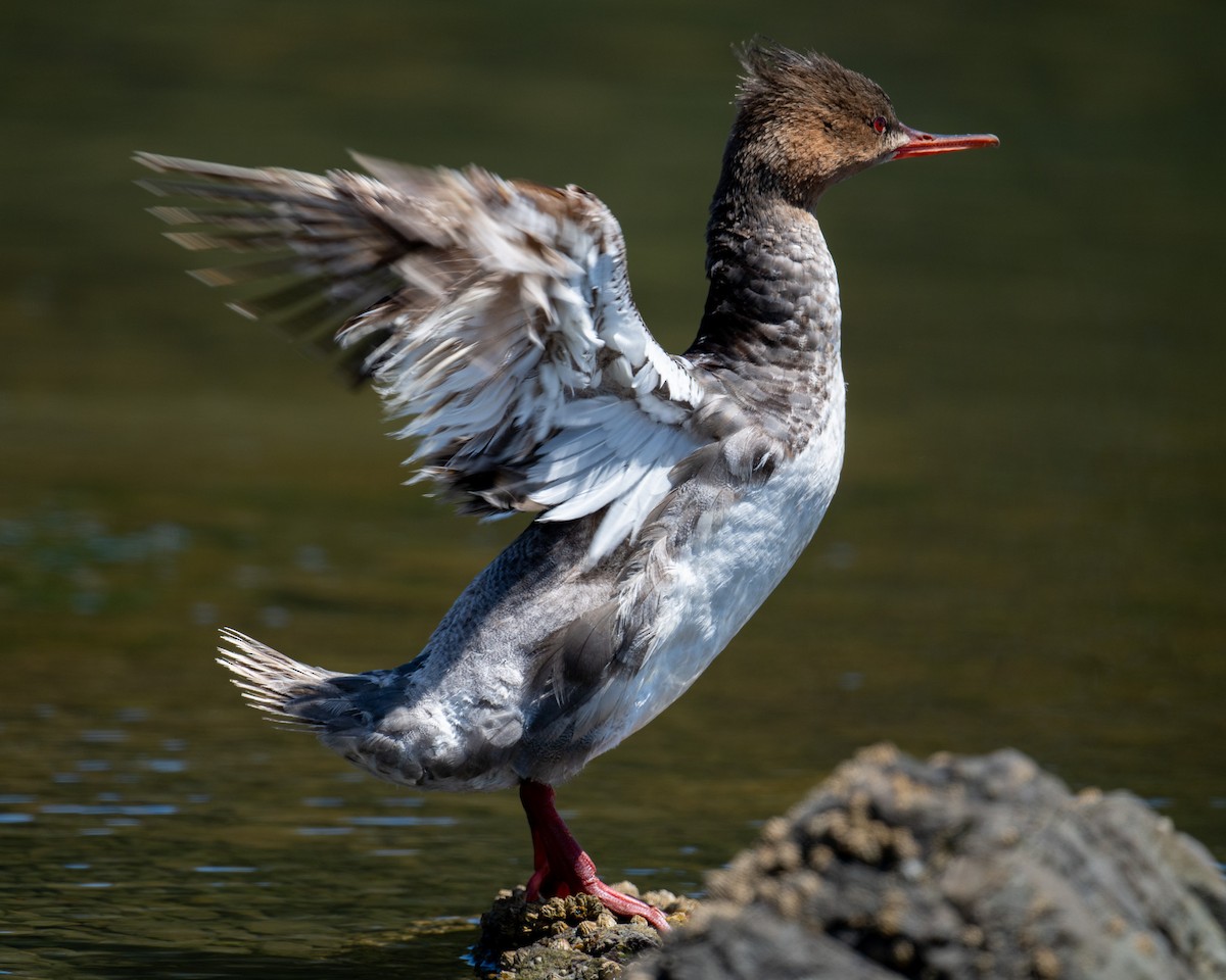 Red-breasted Merganser - ML639795716