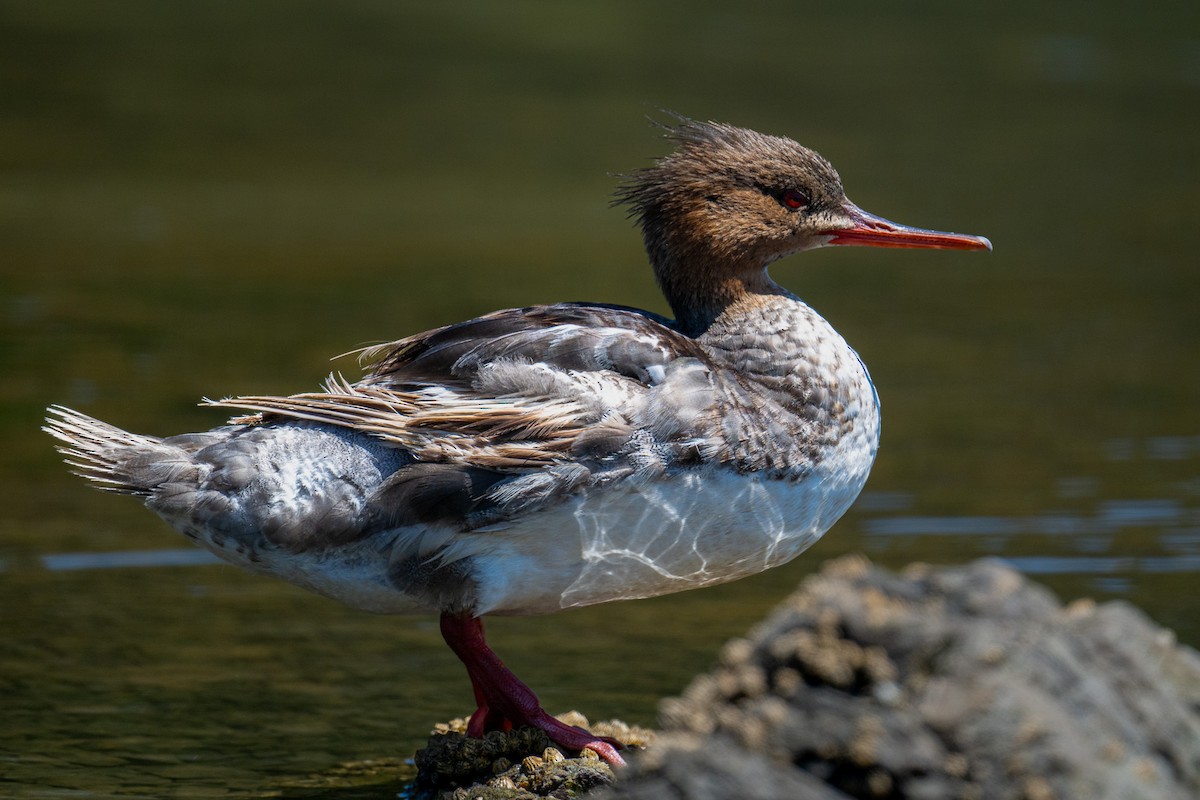 Red-breasted Merganser - ML639795717