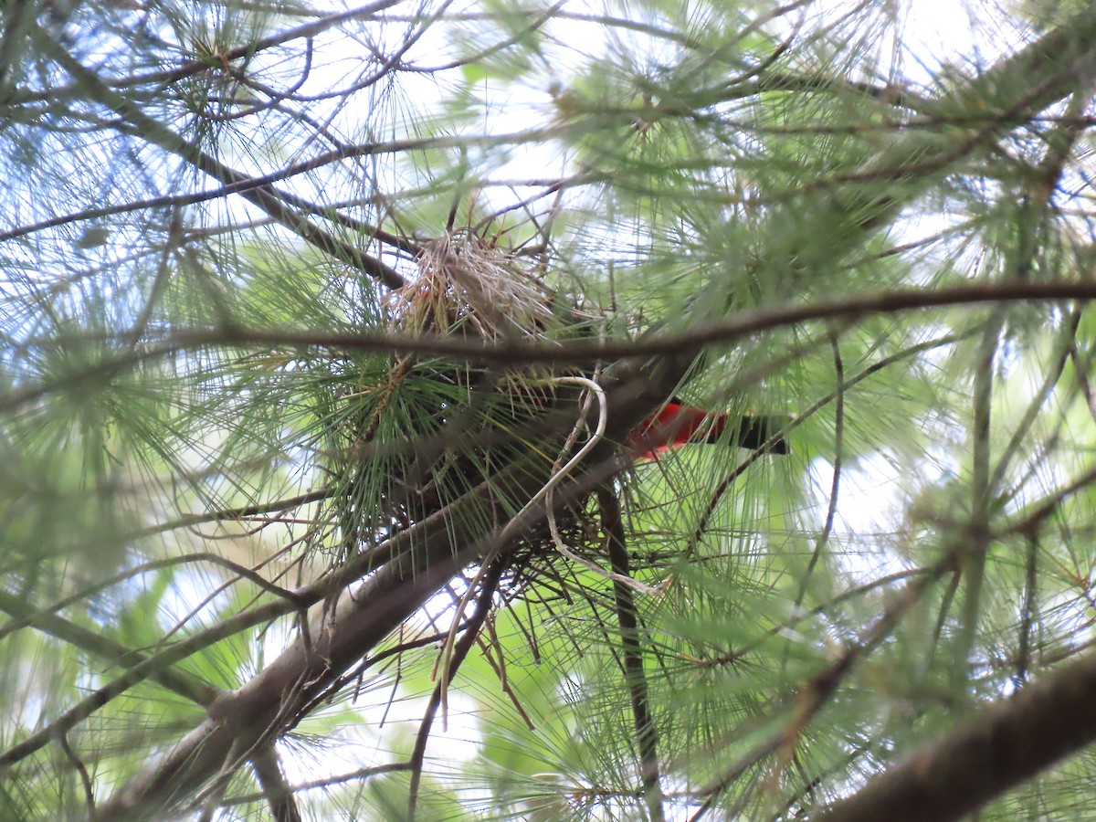 Scarlet Tanager - ML639795734