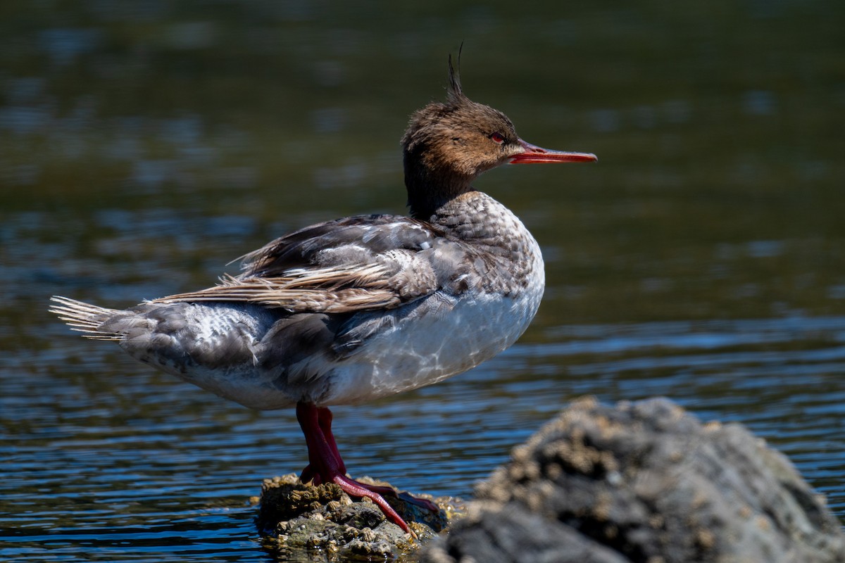 Red-breasted Merganser - ML639795783