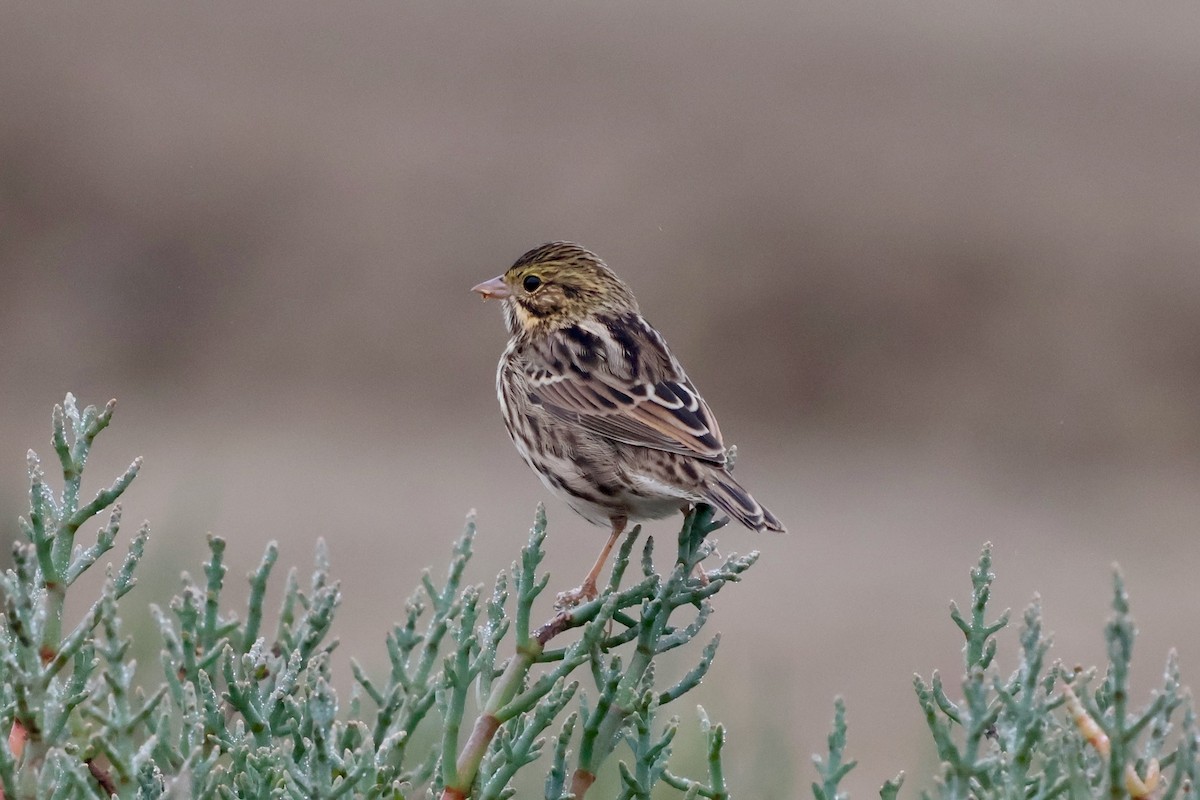 Savannah Sparrow - ML639795792