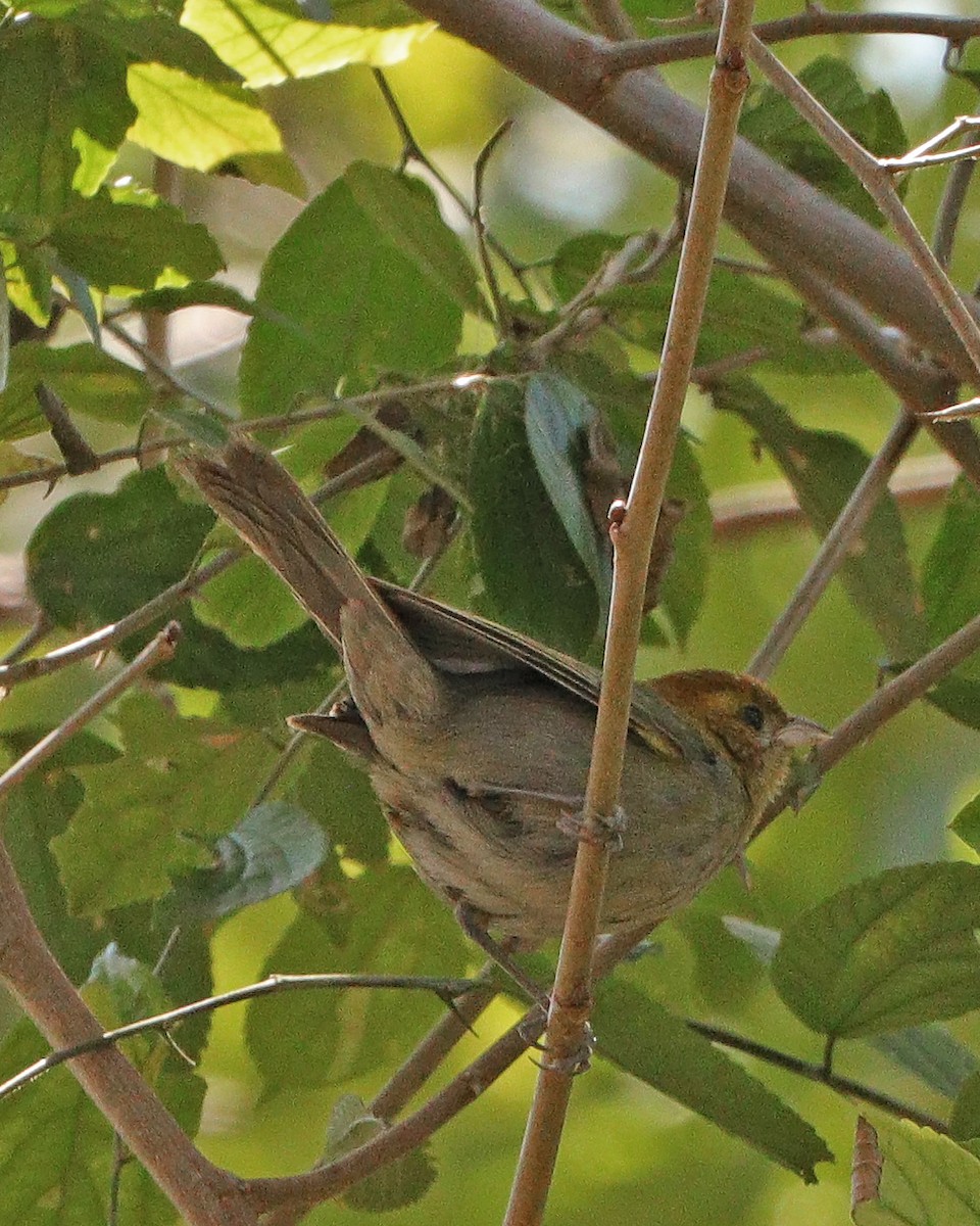 Chestnut-headed Tanager - ML639795815