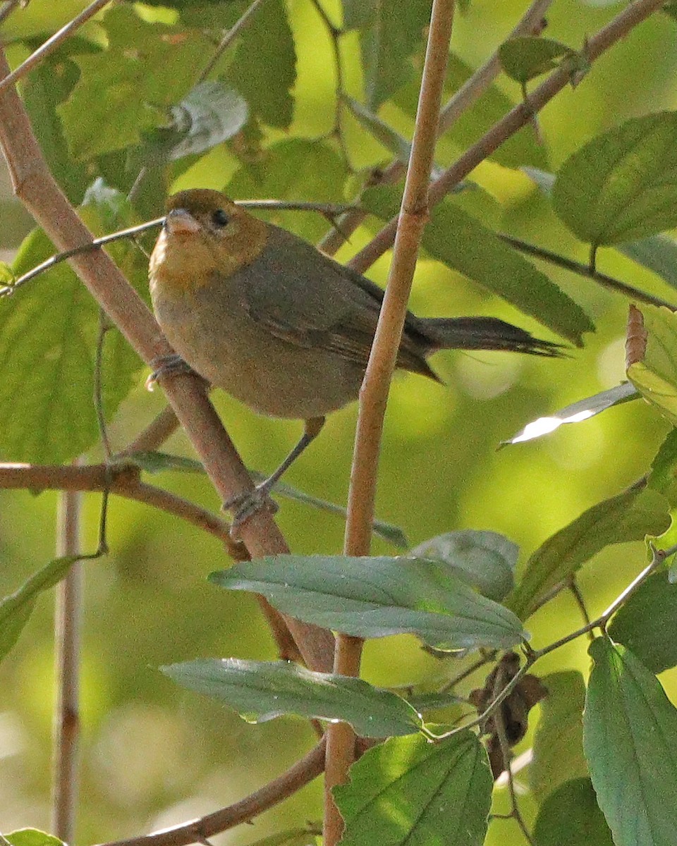 Chestnut-headed Tanager - ML639795816