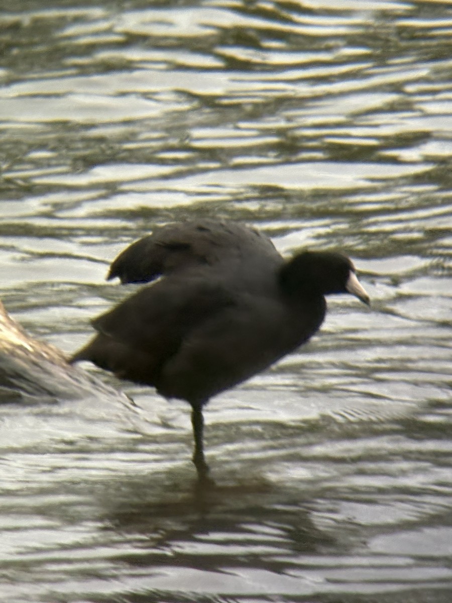 lyska americká - ML639795854