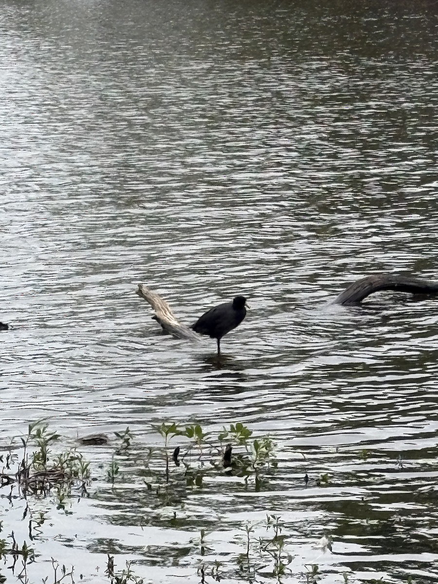 lyska americká - ML639795855