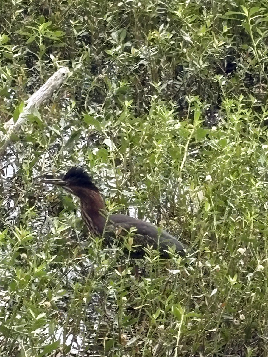 volavka zelenavá - ML639795866