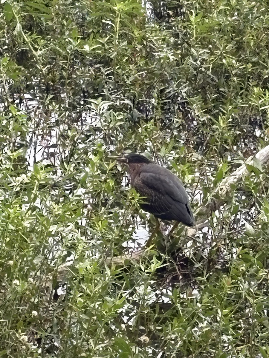 volavka zelenavá - ML639795867