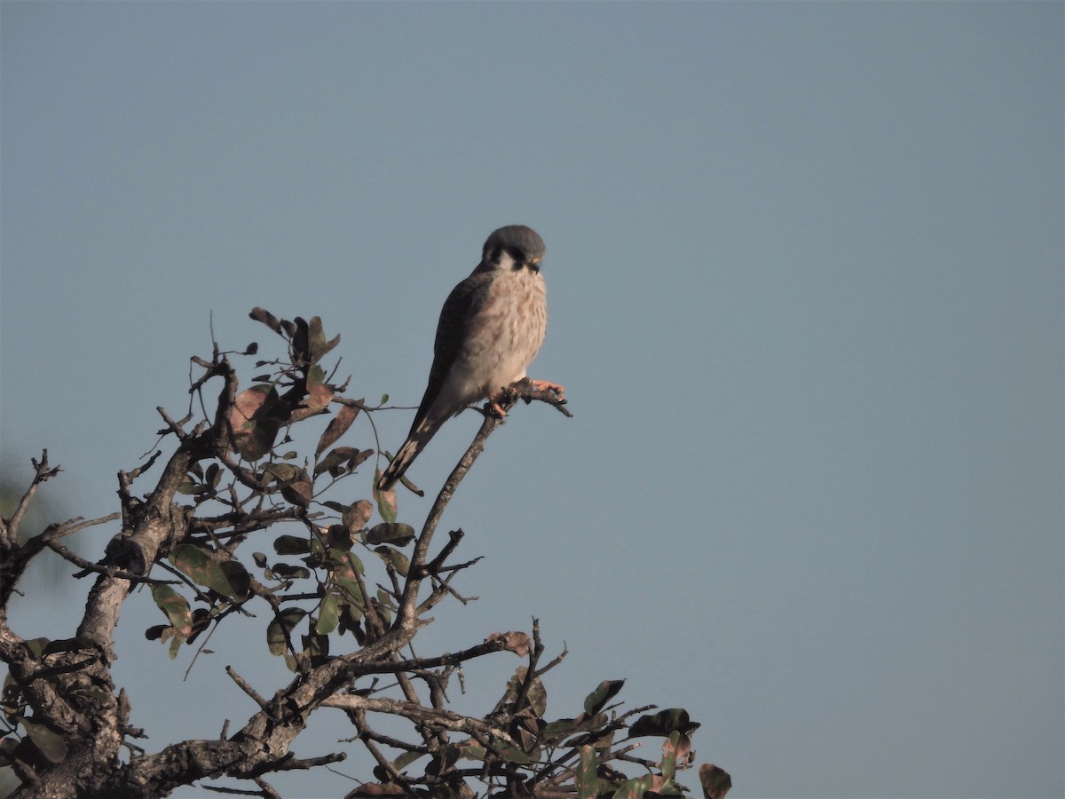 American Kestrel - ML639795906