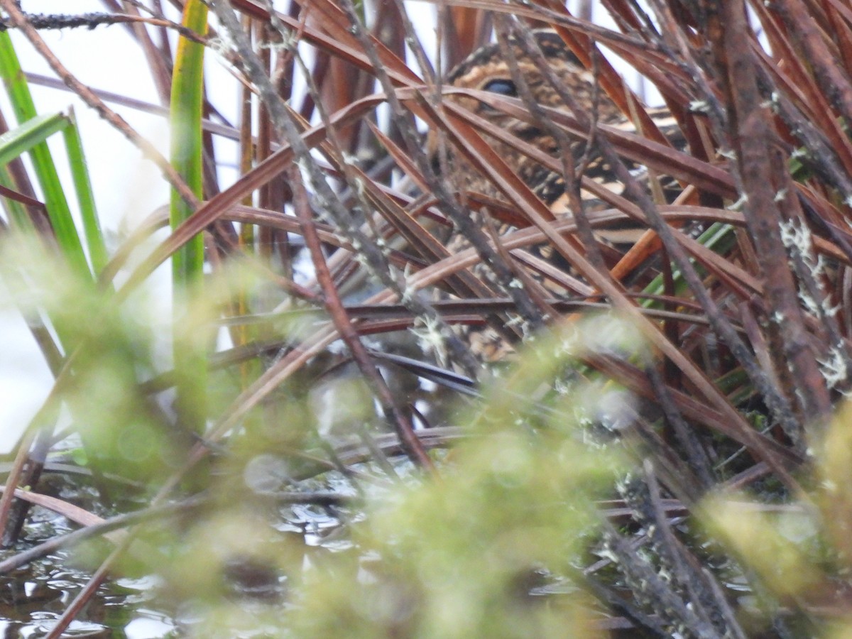 Noble Snipe - ML639795909