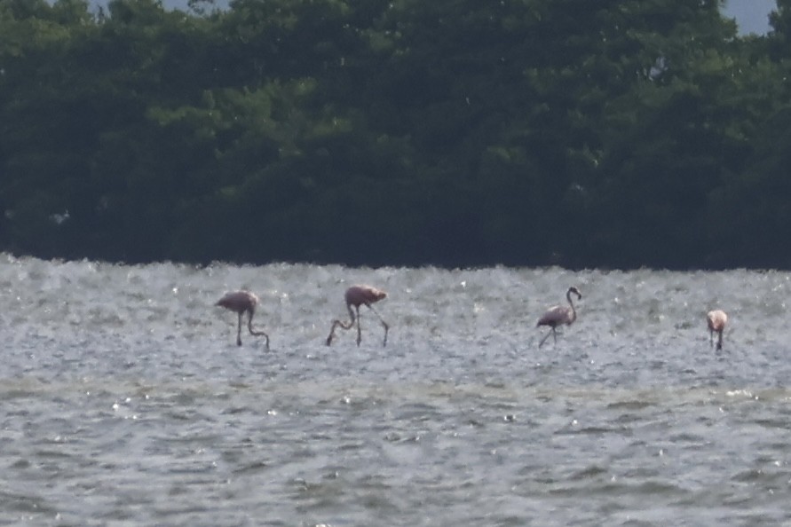 American Flamingo - ML639795931