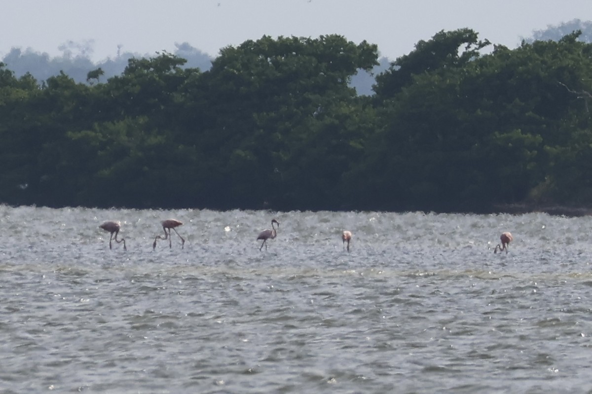 American Flamingo - ML639795932