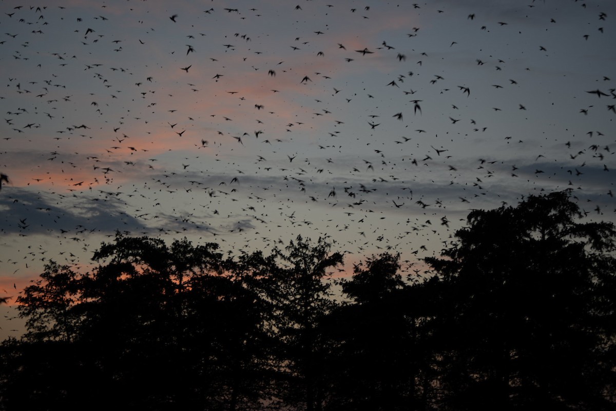 Purple Martin - ML639796043