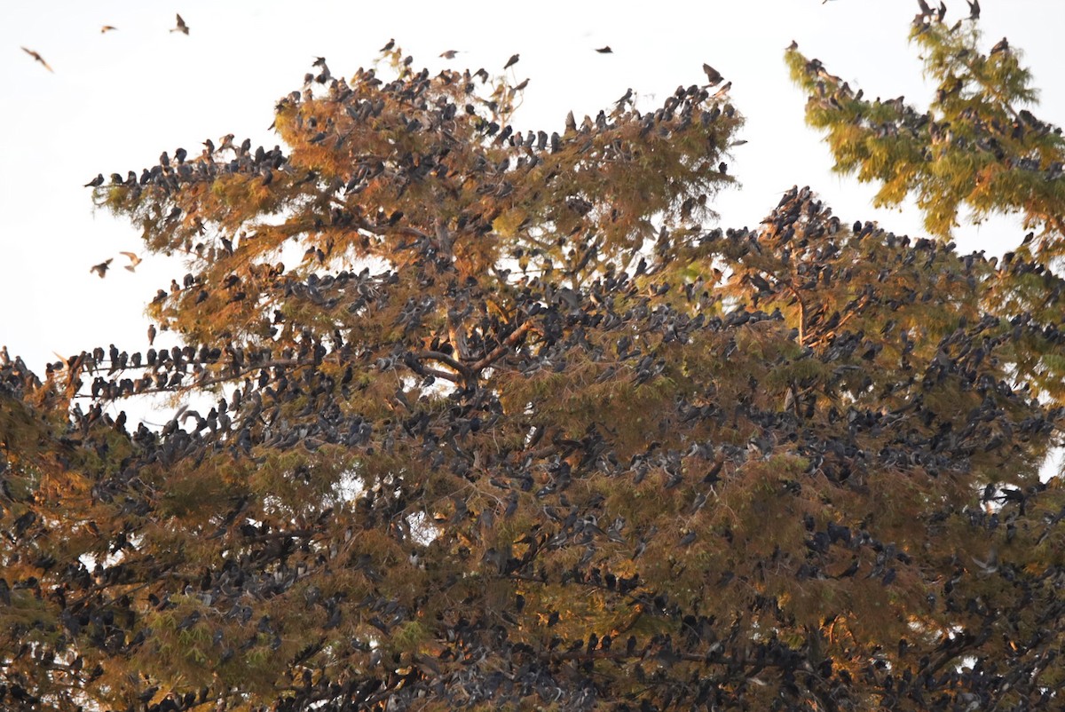 Purple Martin - ML639796044