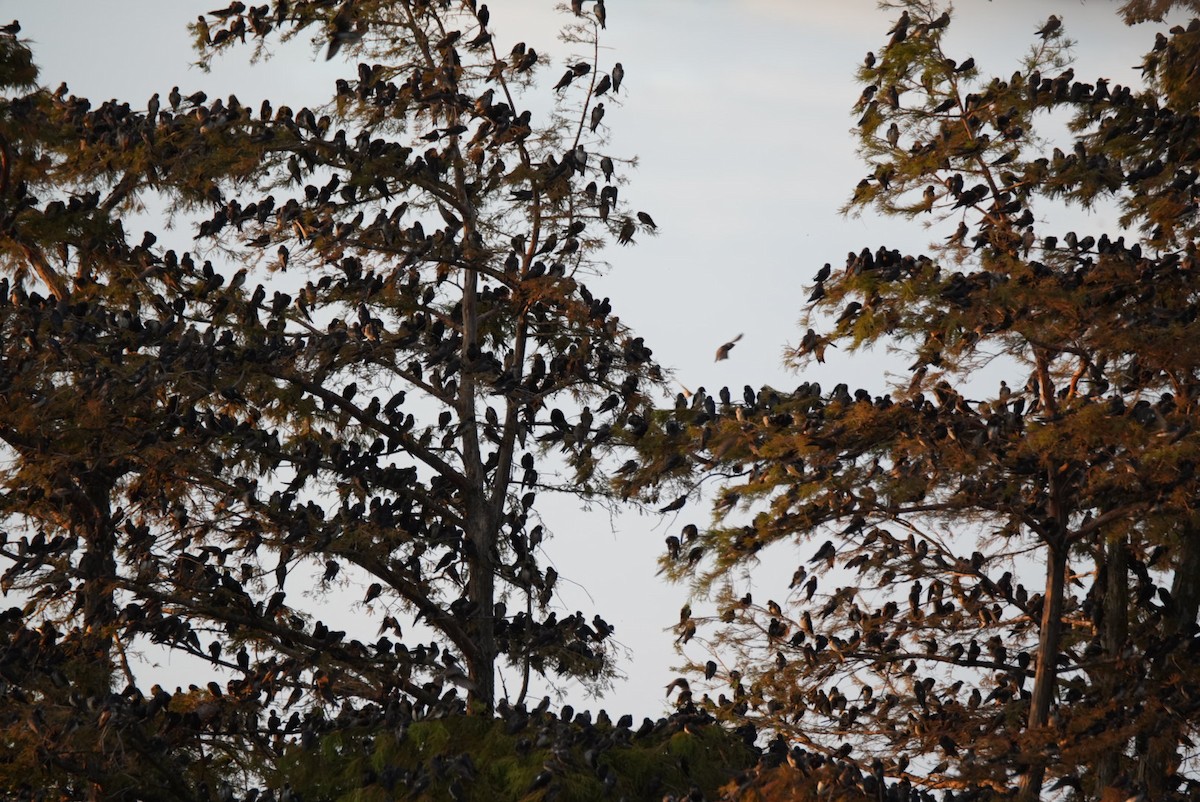 Purple Martin - ML639796045