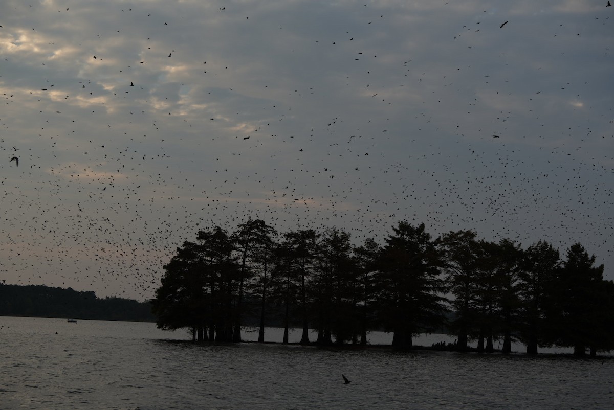 Purple Martin - ML639796046