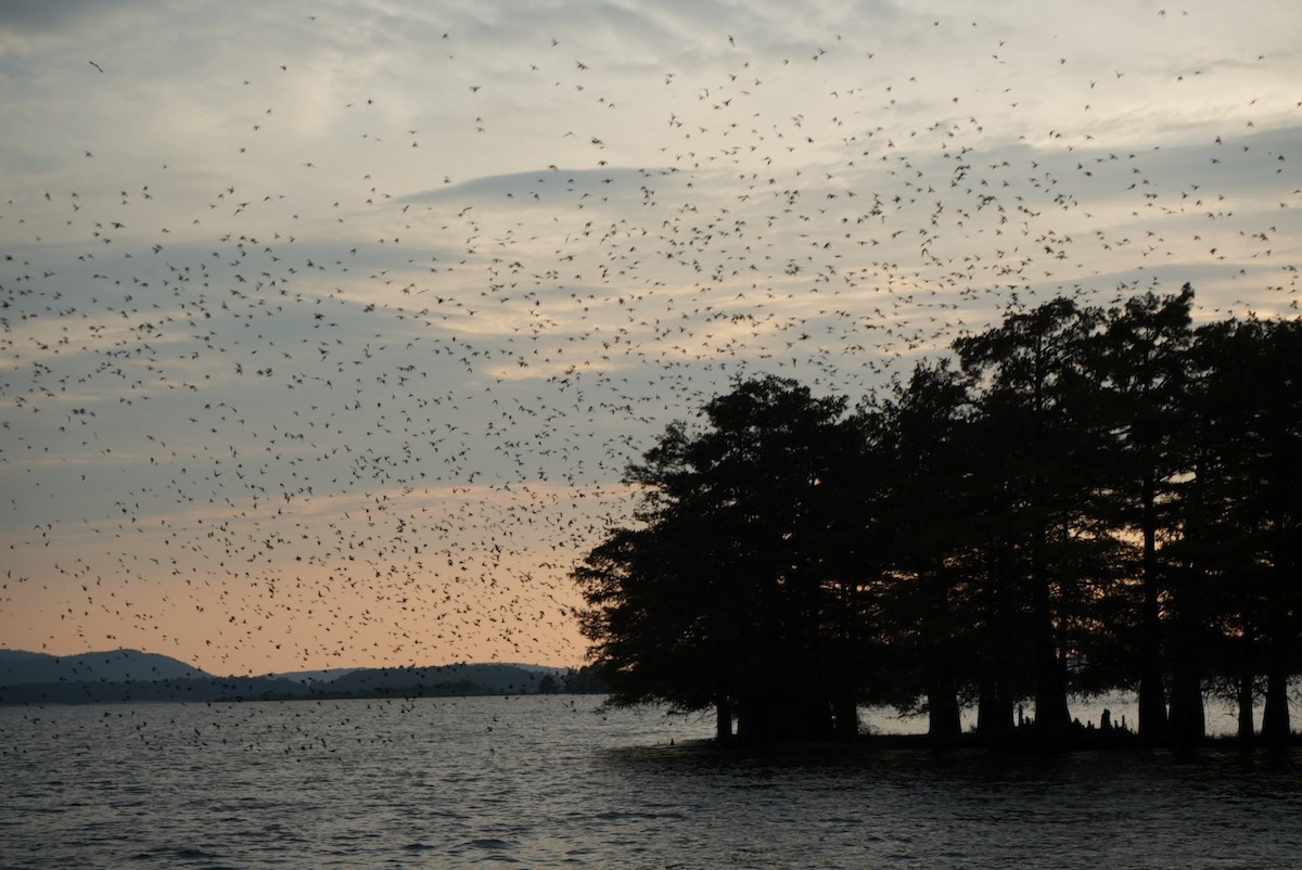 Purple Martin - ML639796047