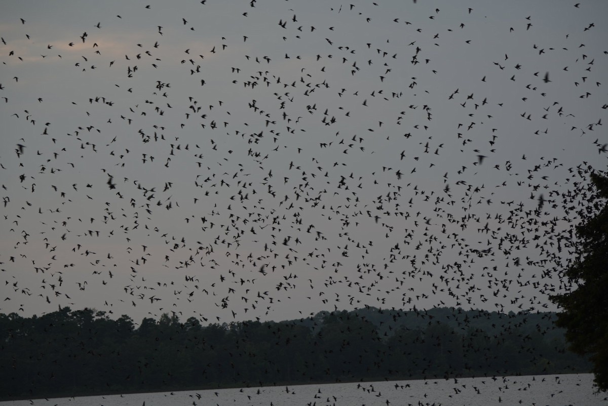 Purple Martin - ML639796048