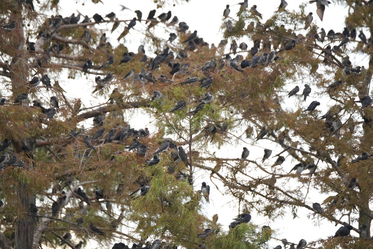 Purple Martin - ML639796049