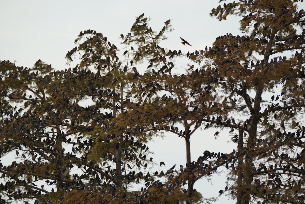 Purple Martin - ML639796050