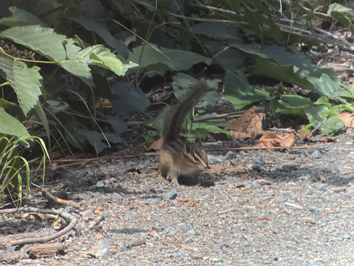 Townsend's Chipmunk - ML639796125
