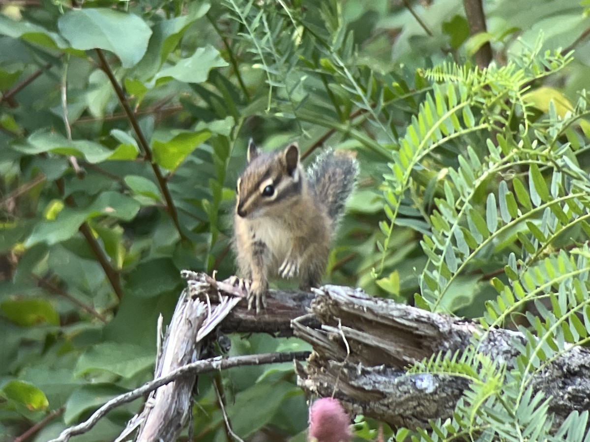 Townsend's Chipmunk - ML639796126