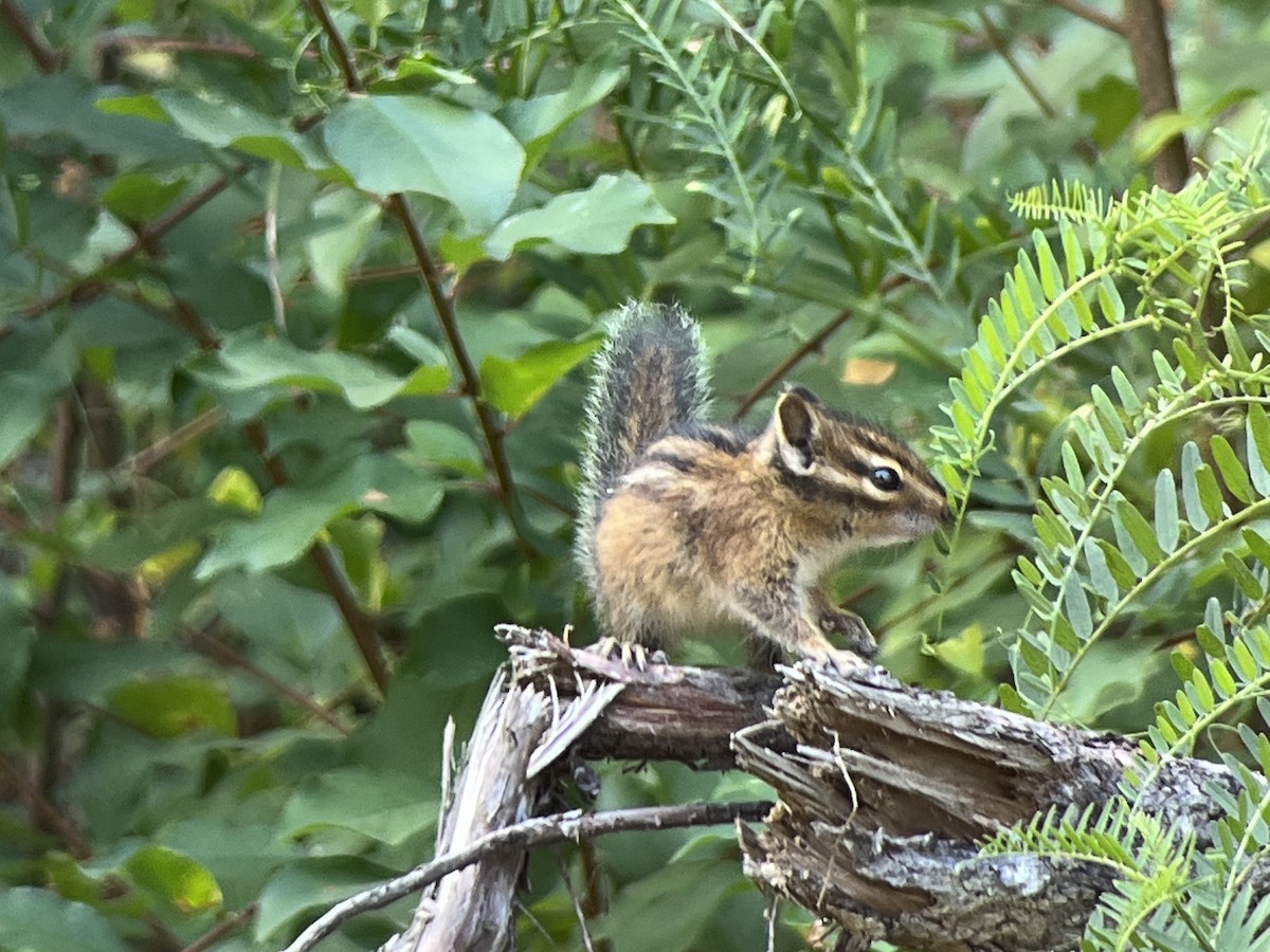Townsend's Chipmunk - ML639796127