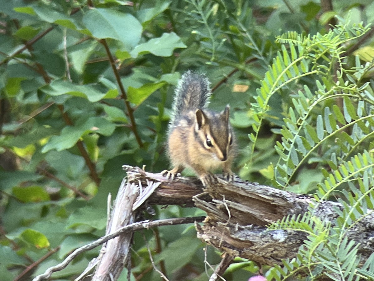 Townsend's Chipmunk - ML639796128