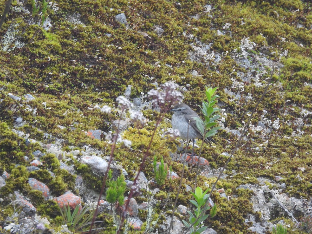 Plain-capped Ground-Tyrant - ML639796156