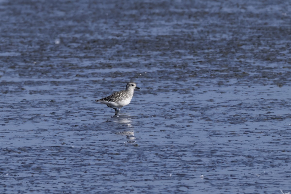 Pluvier argenté - ML639796157