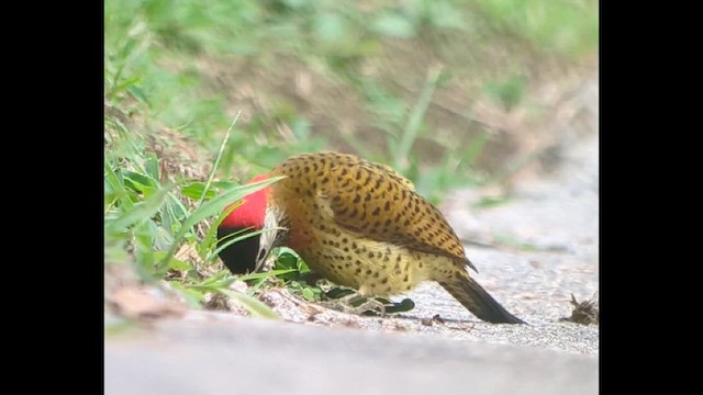 ヒメシマオゲラ - ML639796158