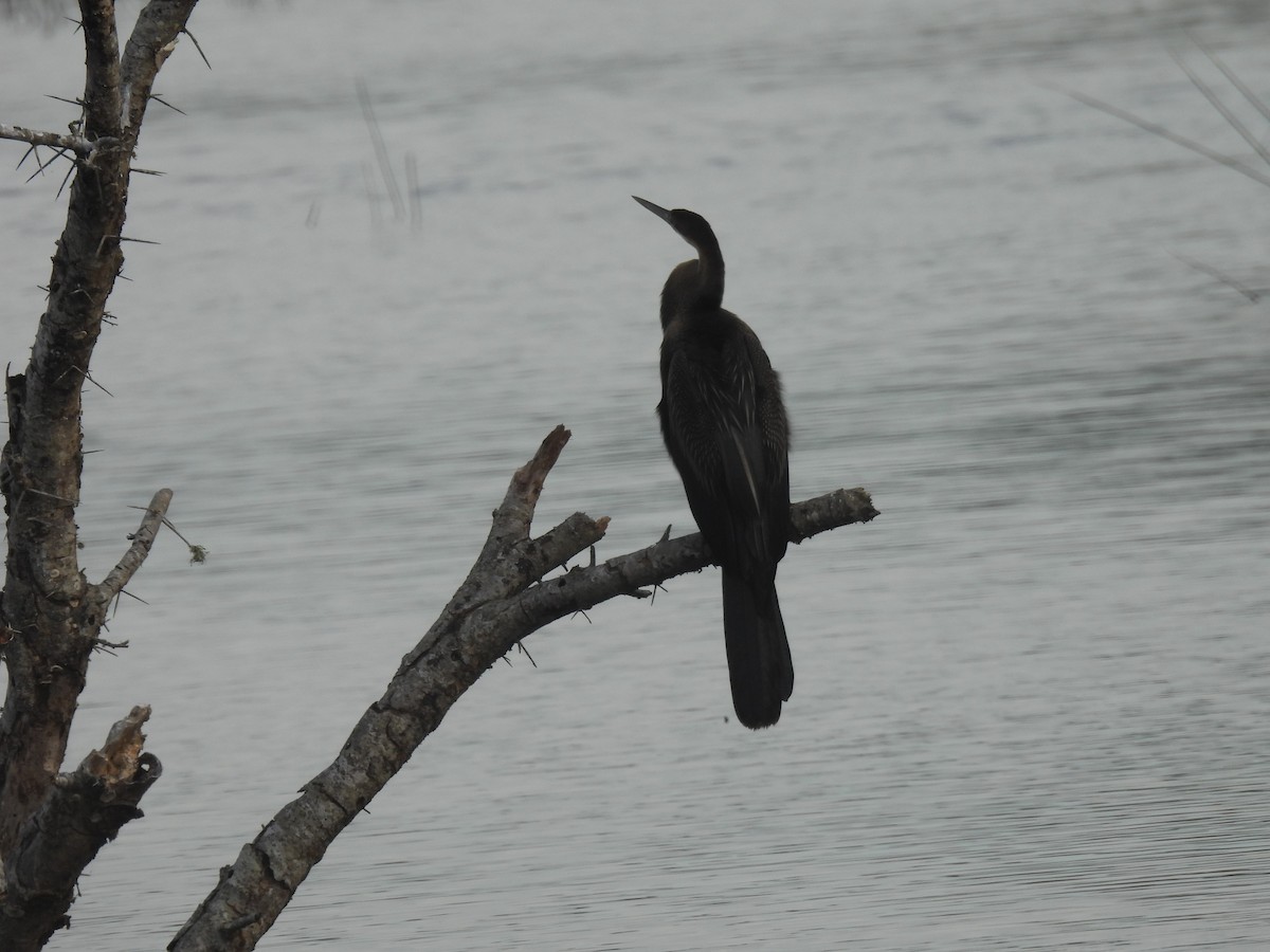 African Darter - ML639796175