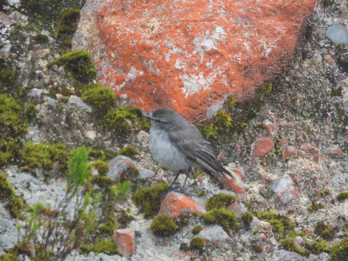 Plain-capped Ground-Tyrant - ML639796184