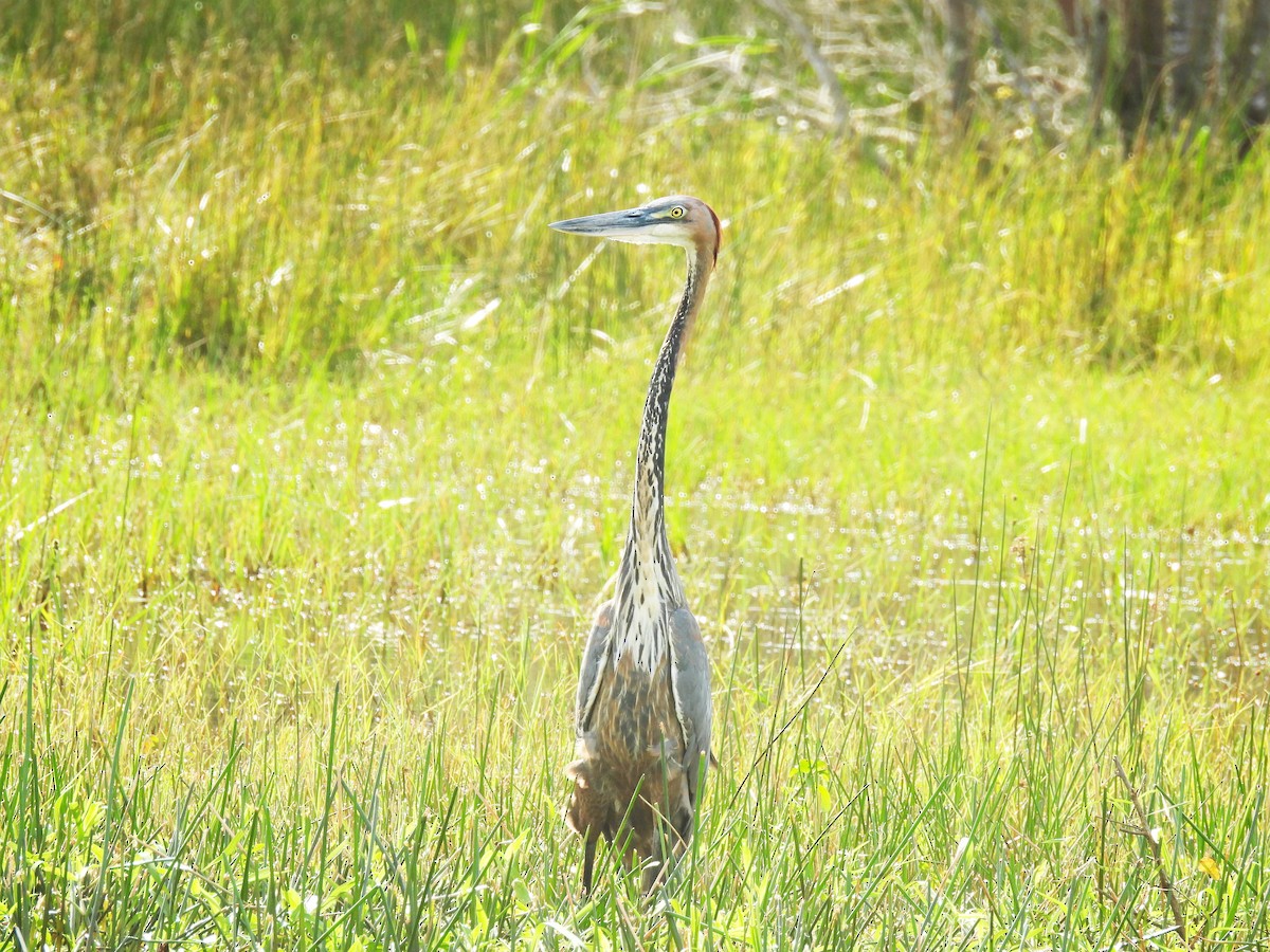 Goliath Heron - ML639796185