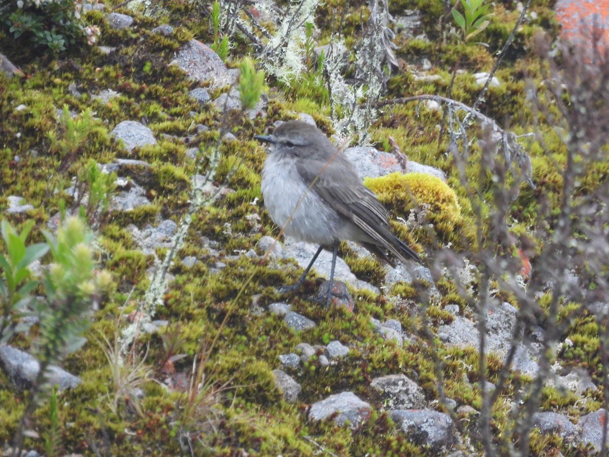 Plain-capped Ground-Tyrant - ML639796192