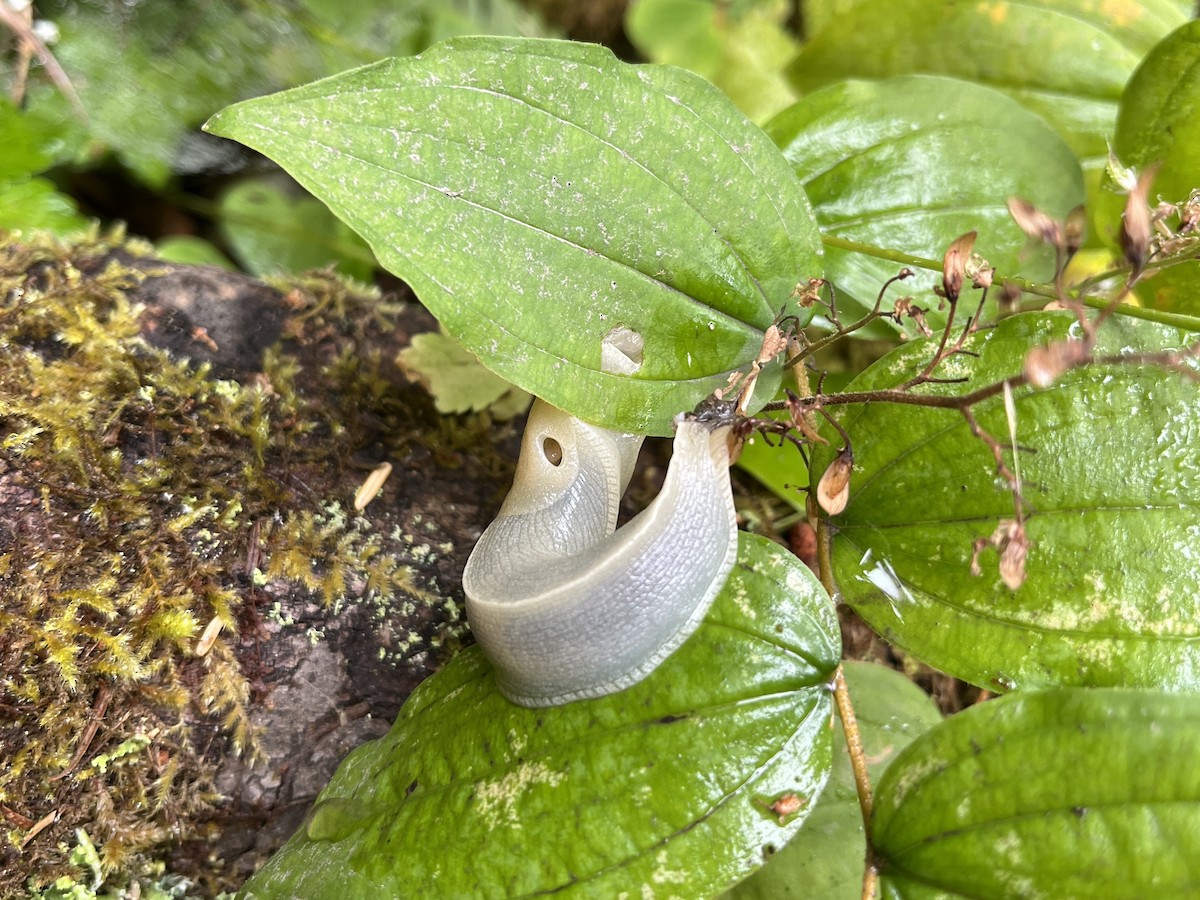 Banana Slugs - ML639796194