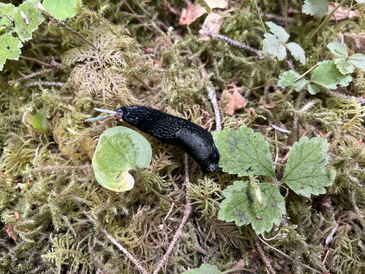 Common Land Snails and Slugs - ML639796195