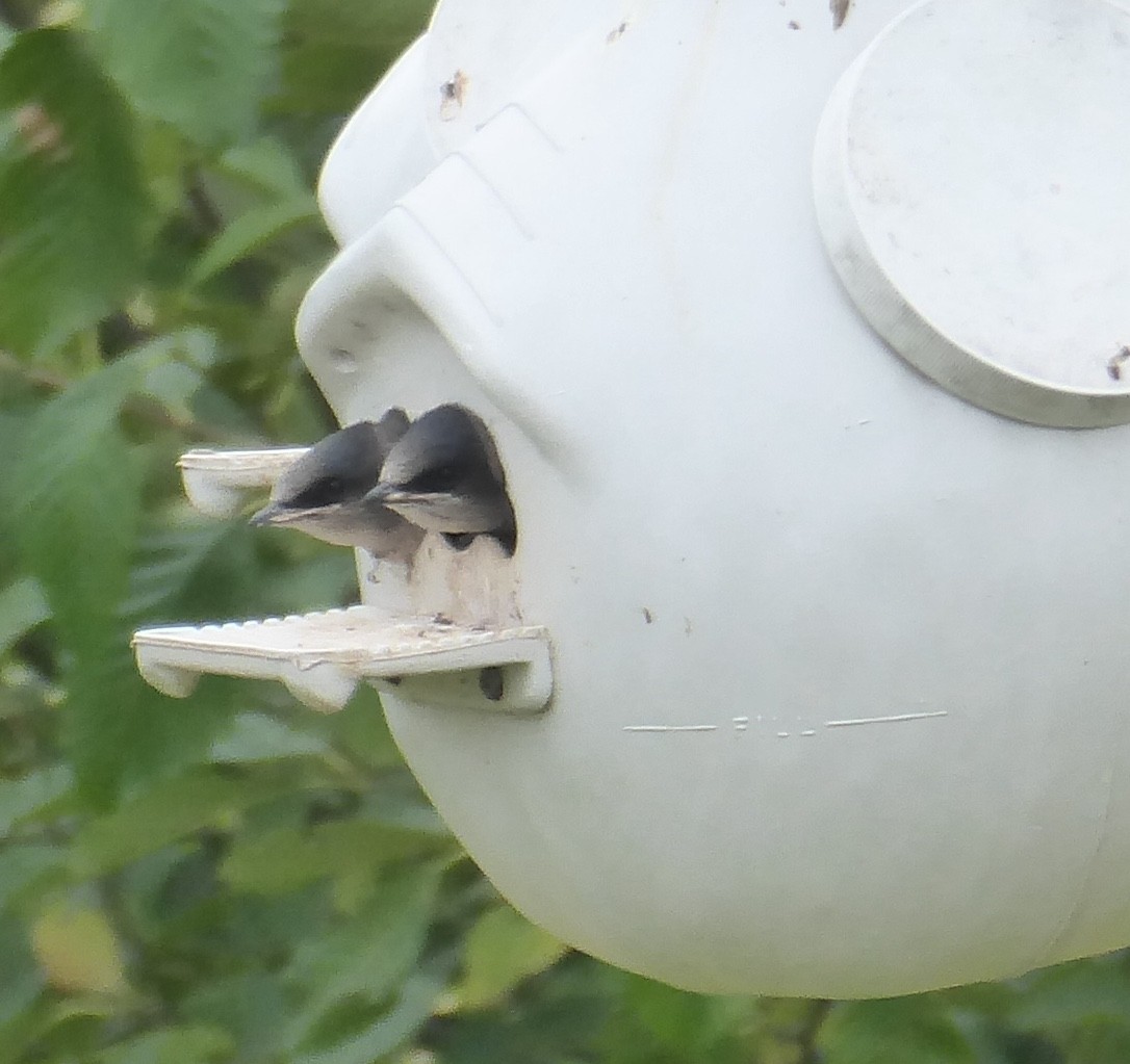 Purple Martin - ML639796259