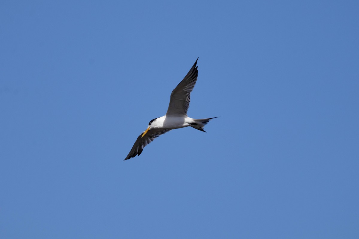 Great Crested Tern - ML639796271