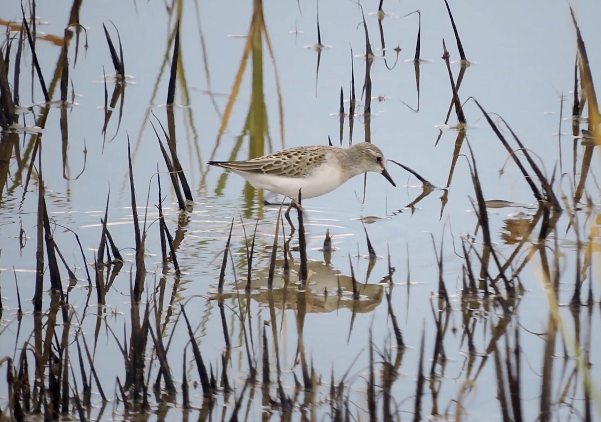 Semipalmated Sandpiper - ML639796286