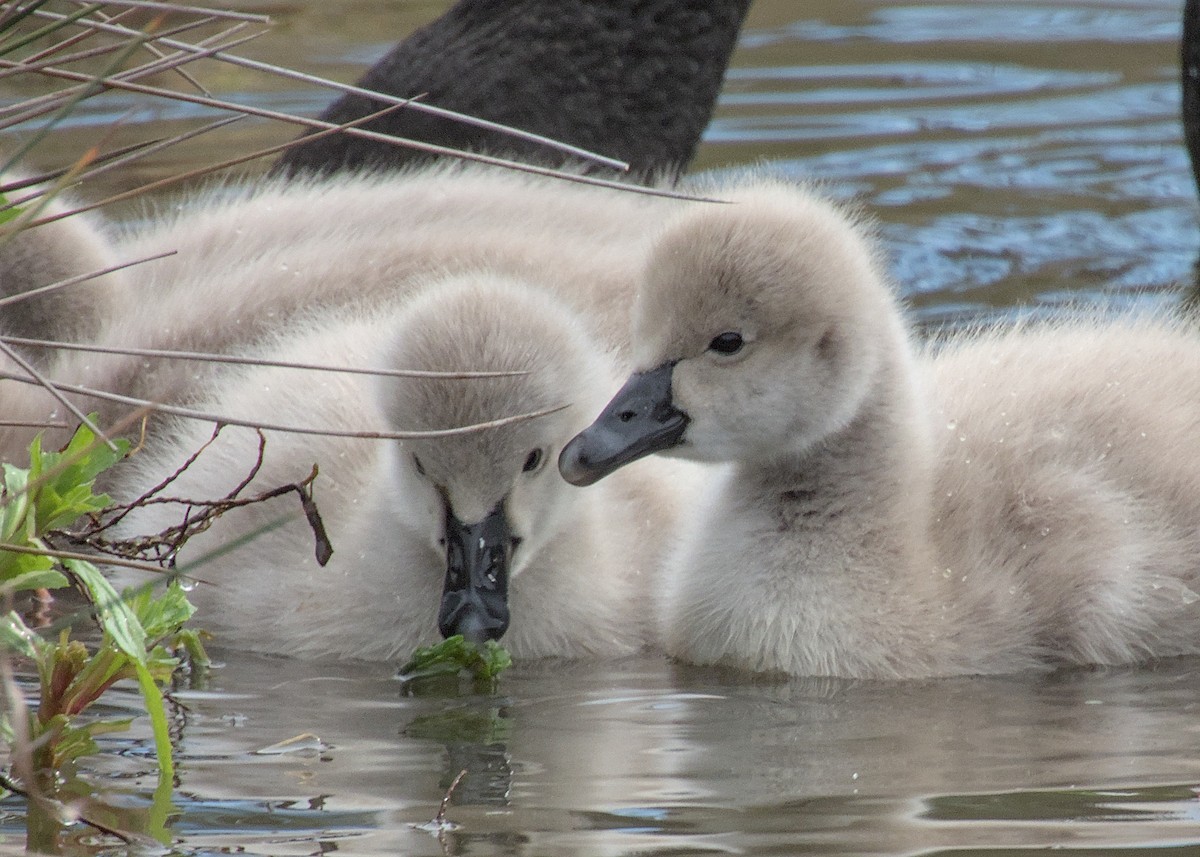 Cygne noir - ML639796294