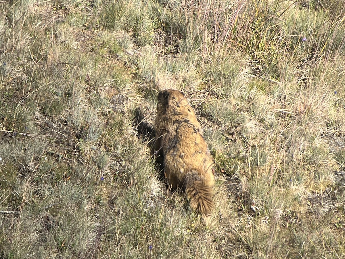 Marmots - ML639796298