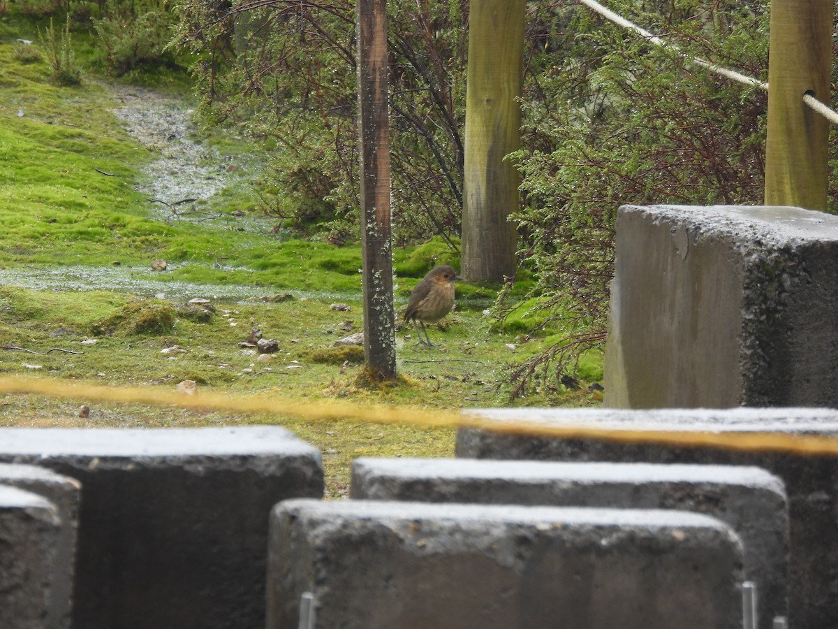 Boyaca Antpitta - ML639796305