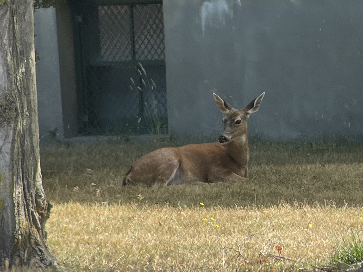 Mule Deer - ML639796356