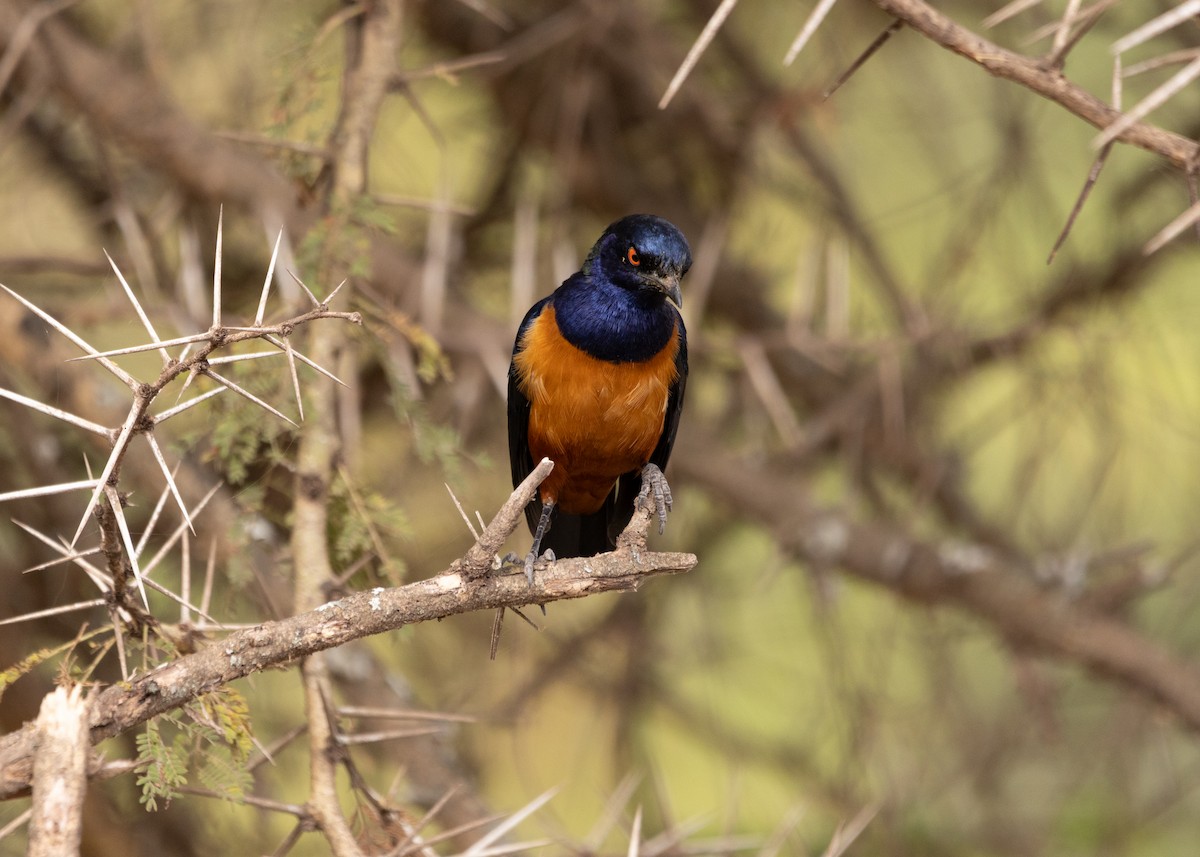 Hildebrandt's Starling - ML639796395